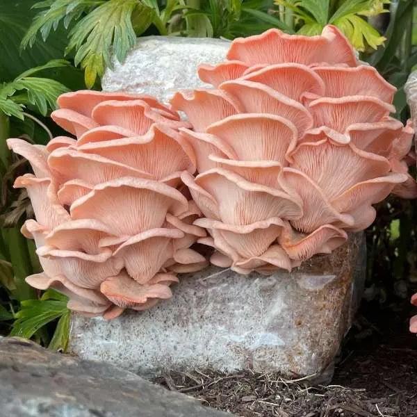 Magic Bag - All in One Mushroom Grow Bag