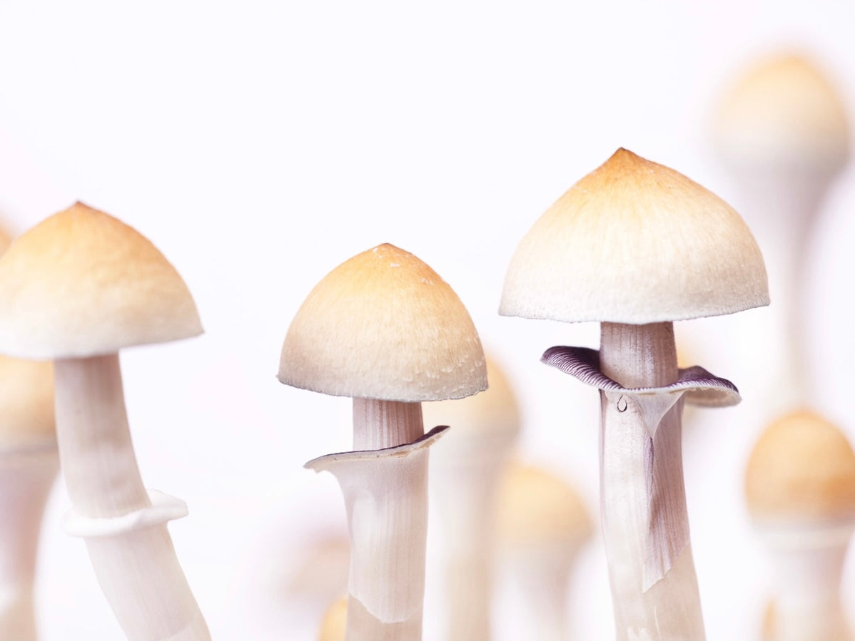 Mini Magic Kit (DubTub) - All in One Mushroom Grow Kit