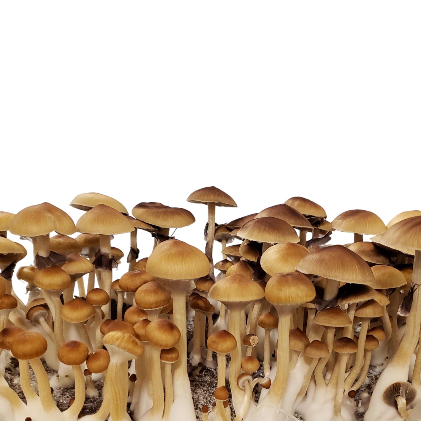 Mini Magic Kit (DubTub) - All in One Mushroom Grow Kit