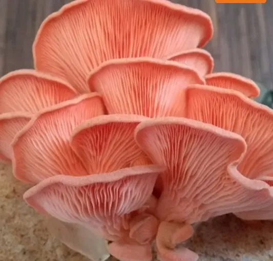 Magic Bag - All in One Mushroom Grow Bag